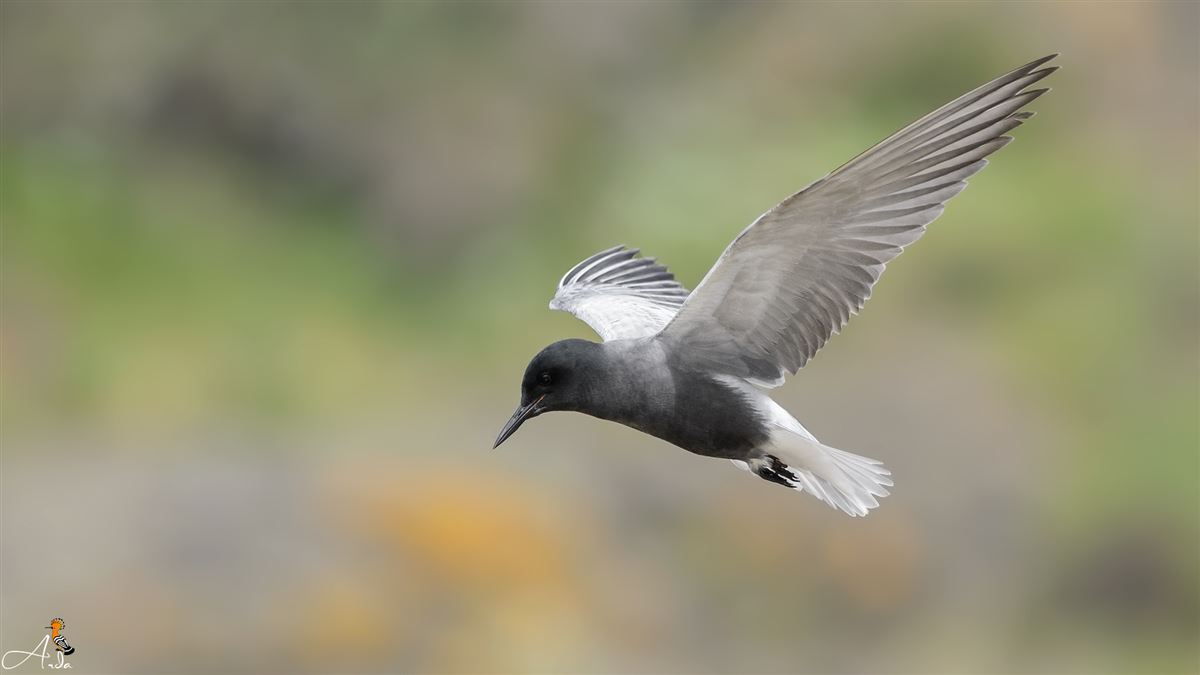 Black Tern
