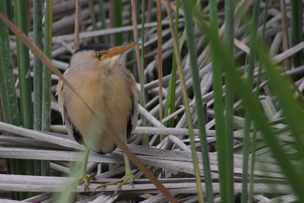 Little Bittern