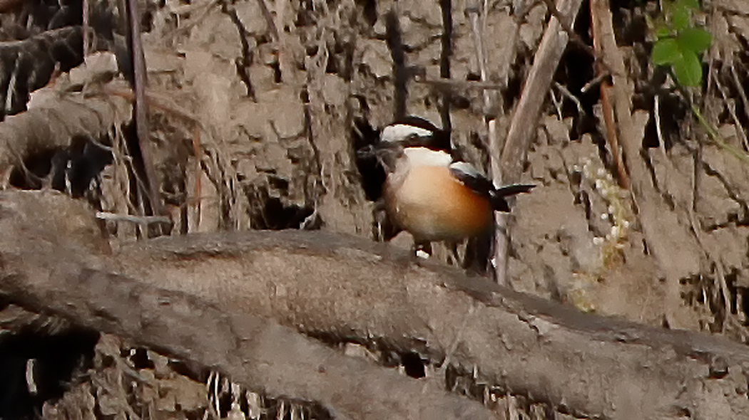 Masked Shrike