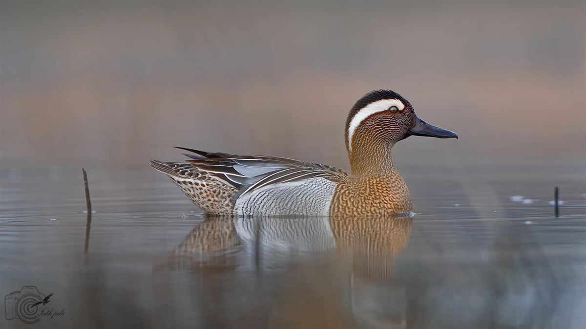 Garganey