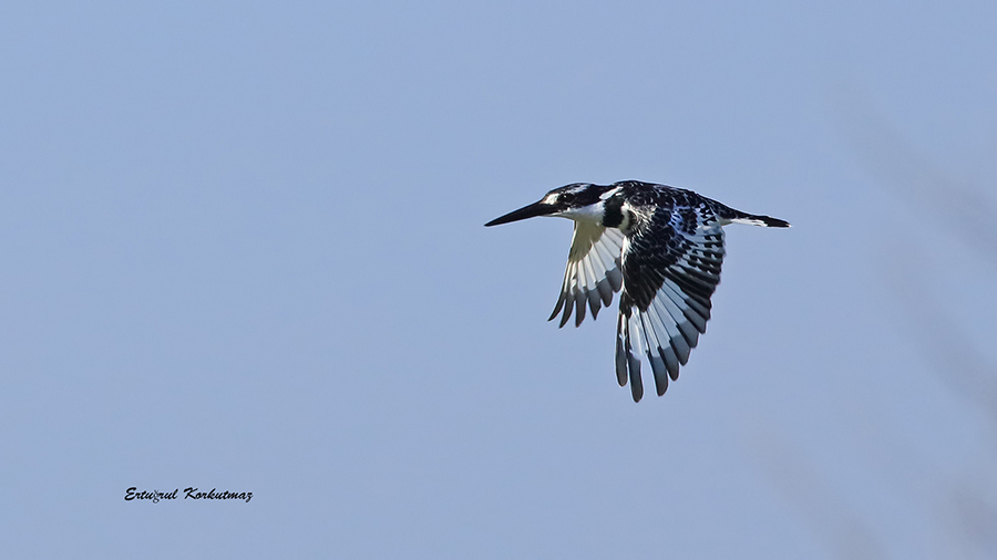 Pied Kingfisher