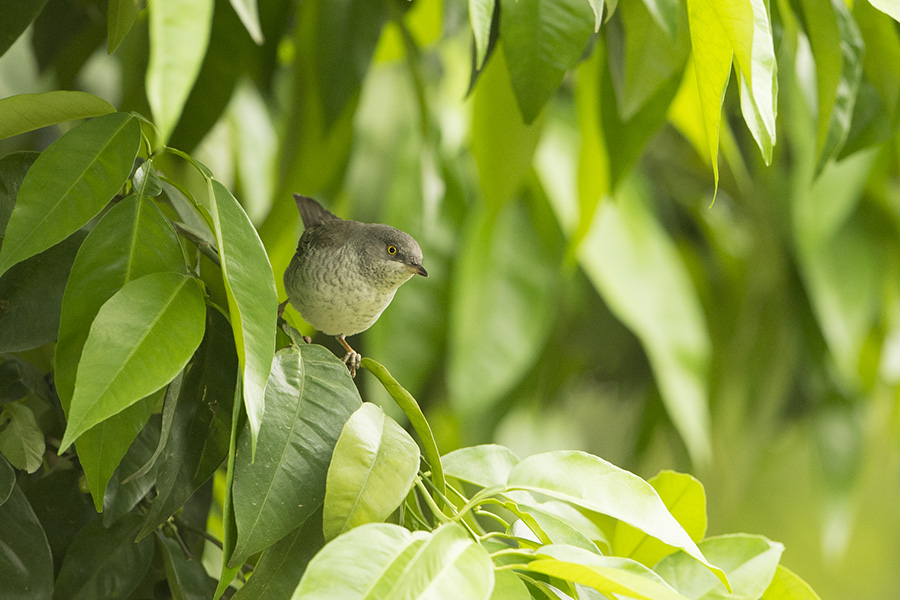 Barred Warbler