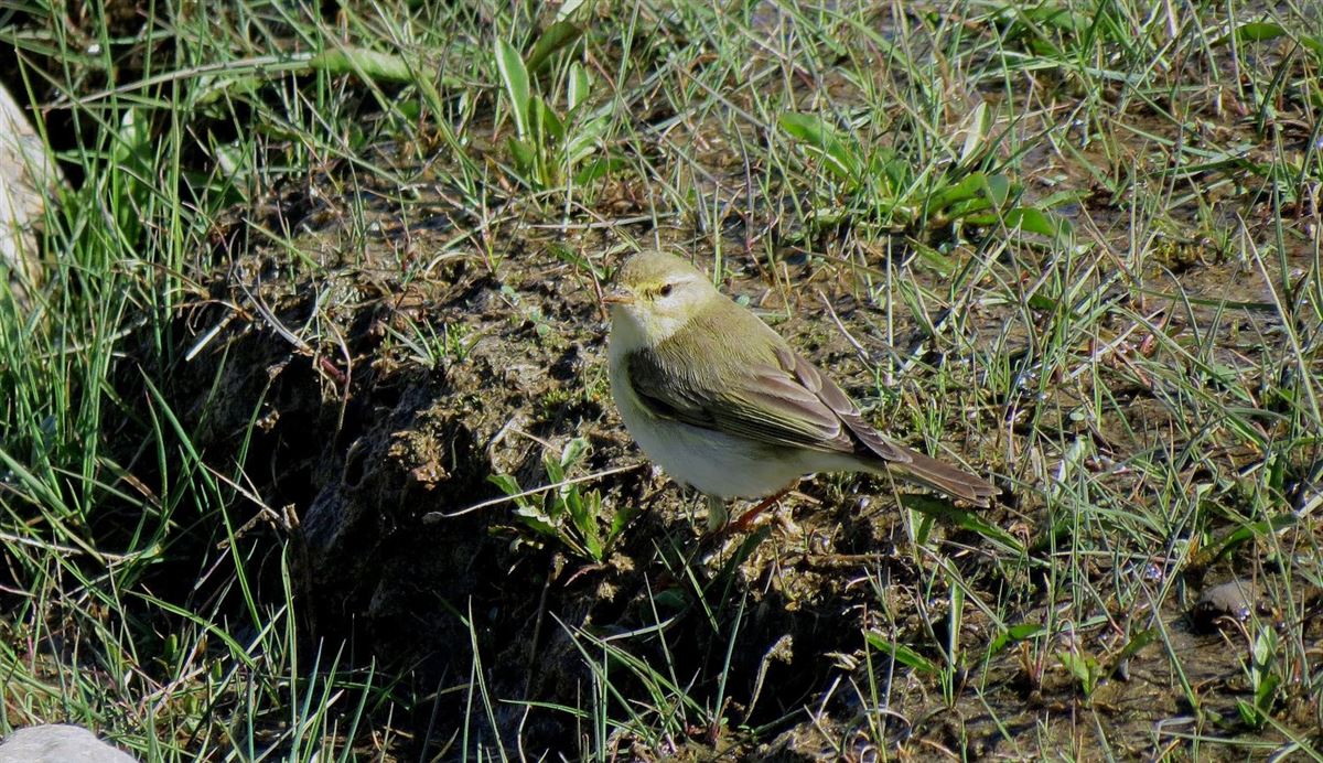 Willow Warbler