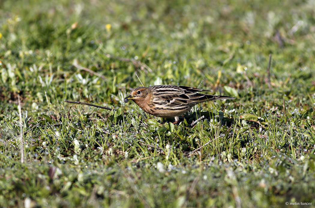Red-throated Pipit