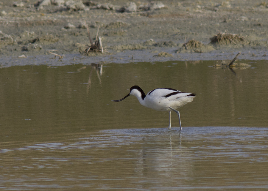 Pied Avocet