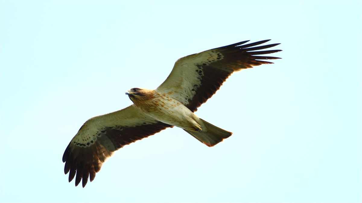 Küçük Kartal