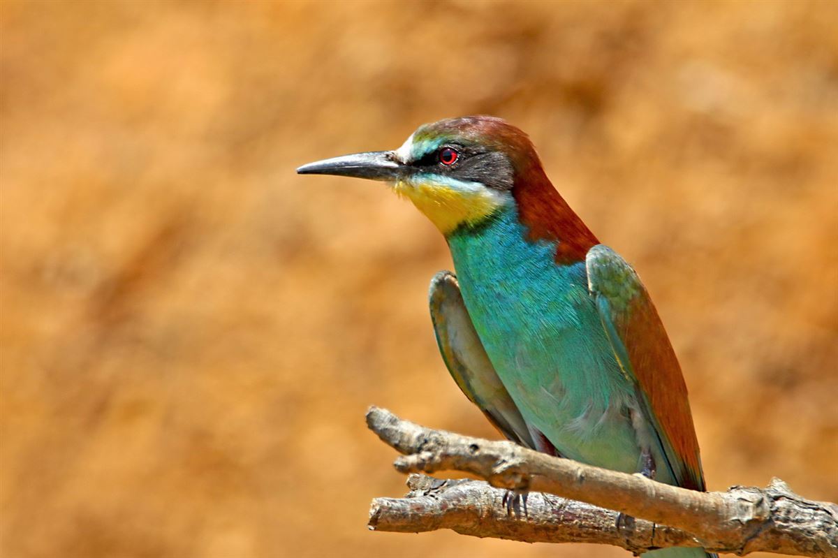 European Bee-eater
