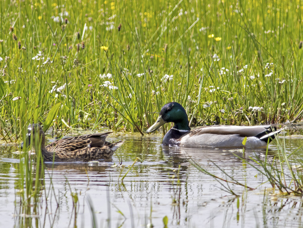 Mallard