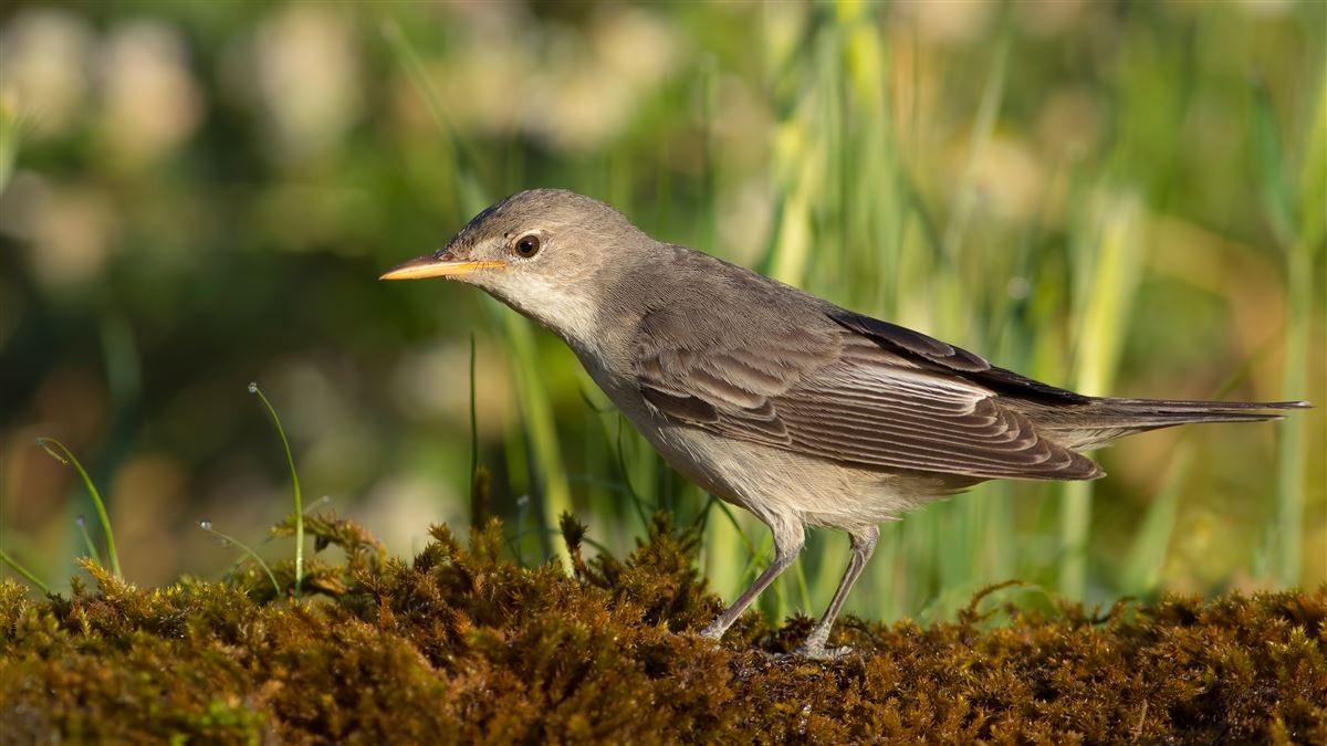 Olive-tree Warbler