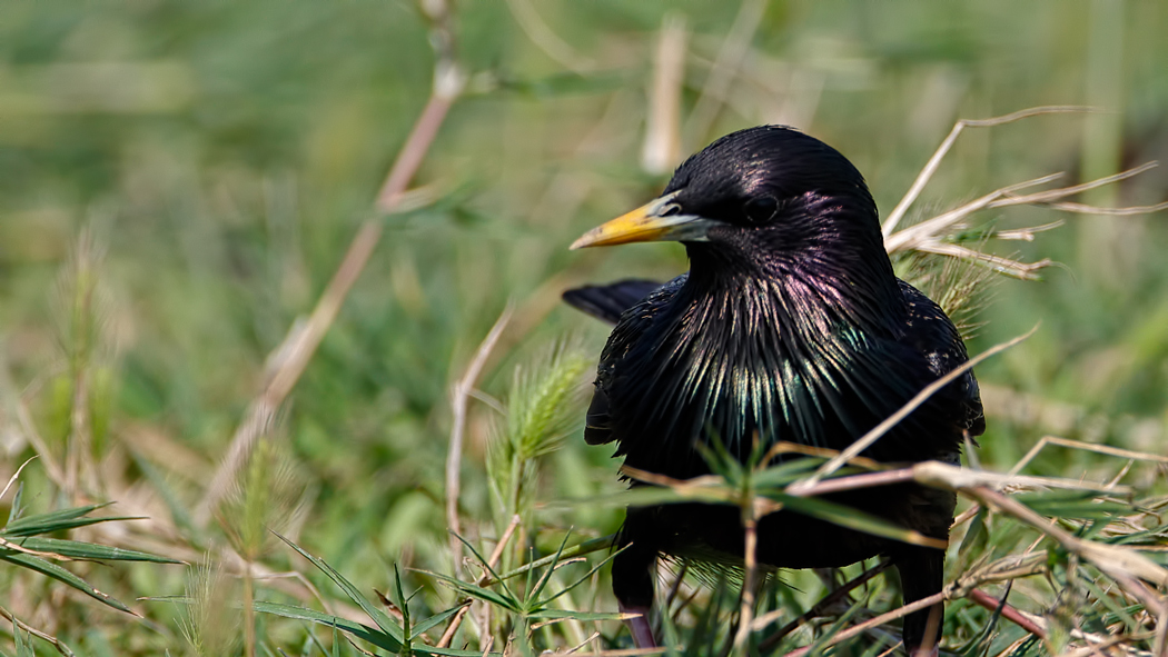 Common Starling