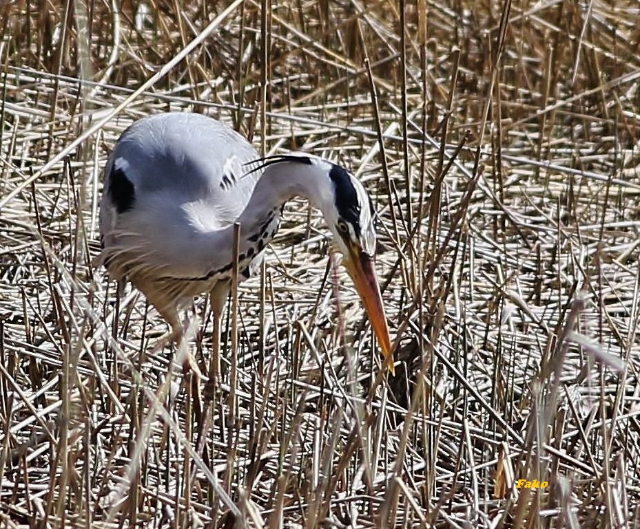 Grey Heron