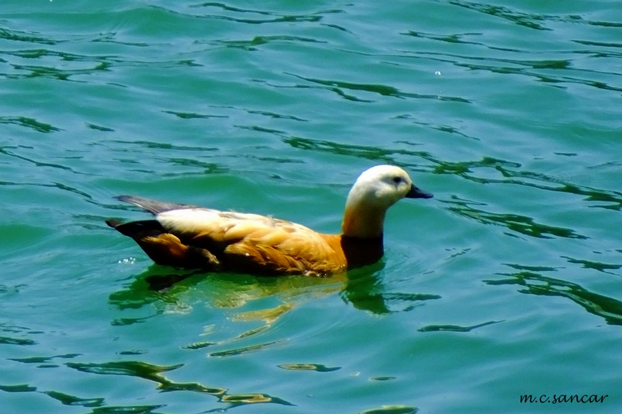 Ruddy Shelduck