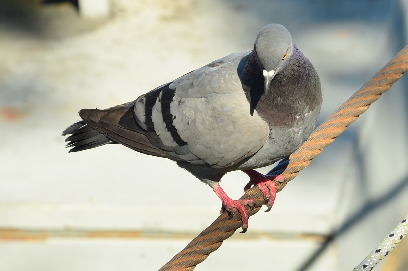 Rock Dove