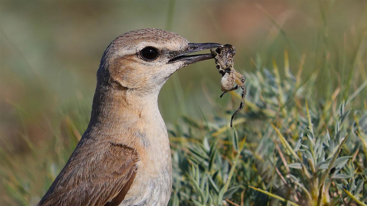 Isabelline Wheatear