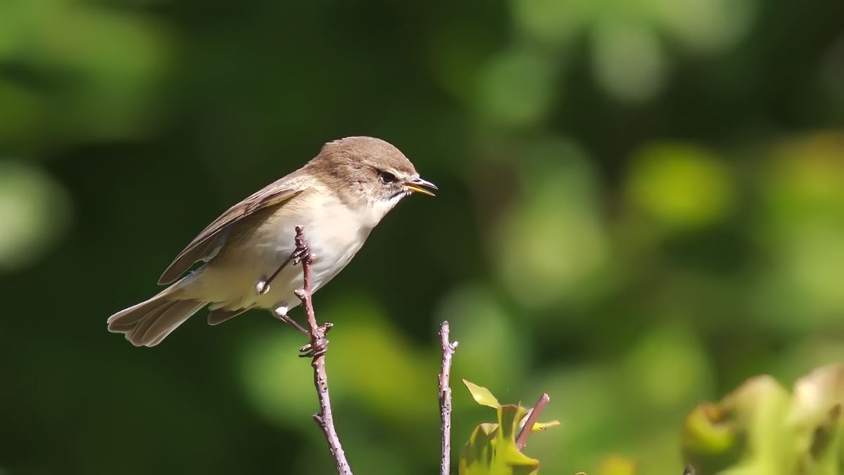 Mountain Chiffchaff
