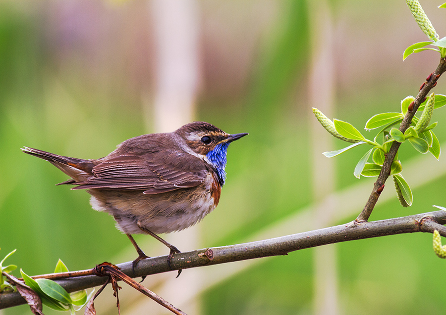 Bluethroat