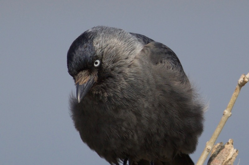 Western Jackdaw