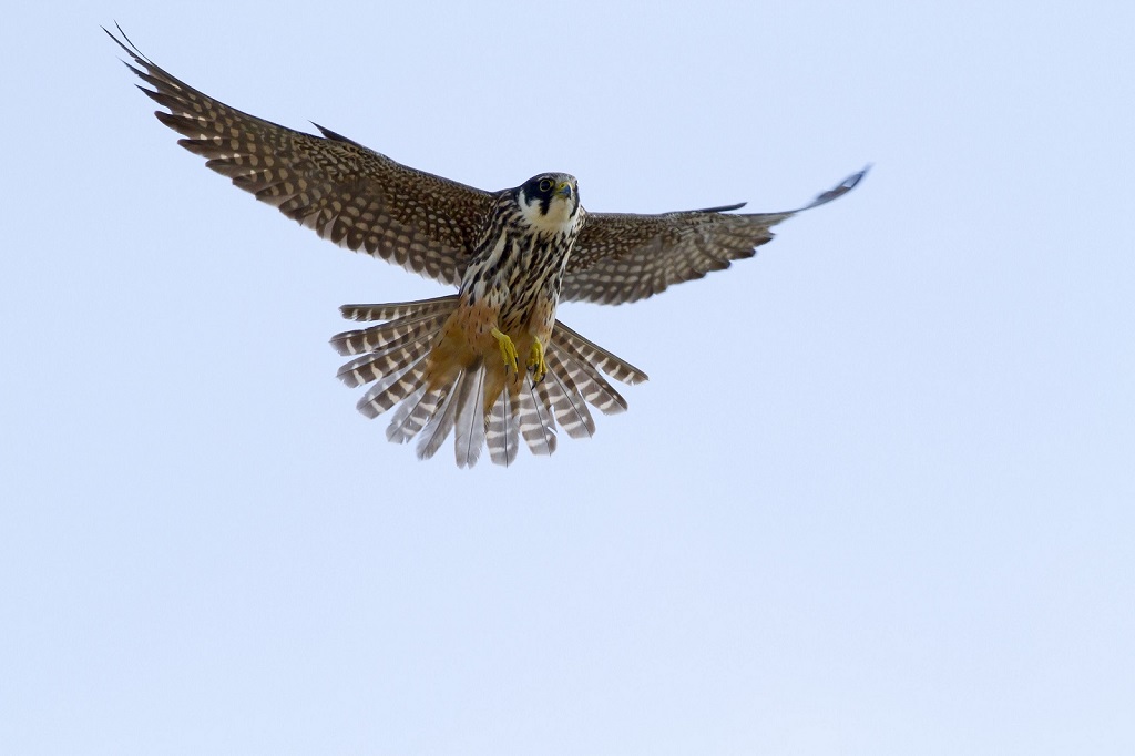 Eurasian Hobby