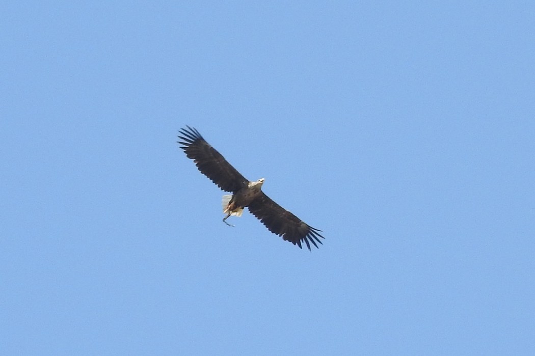 White-tailed Eagle