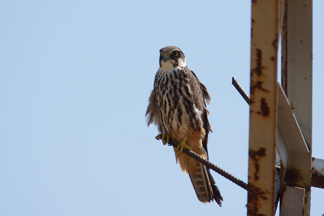 Eurasian Hobby