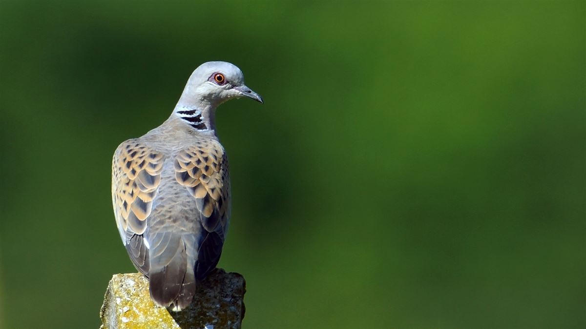 European Turtle Dove