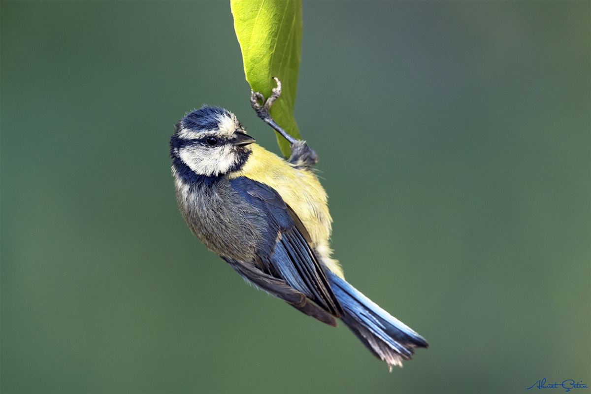Eurasian Blue Tit