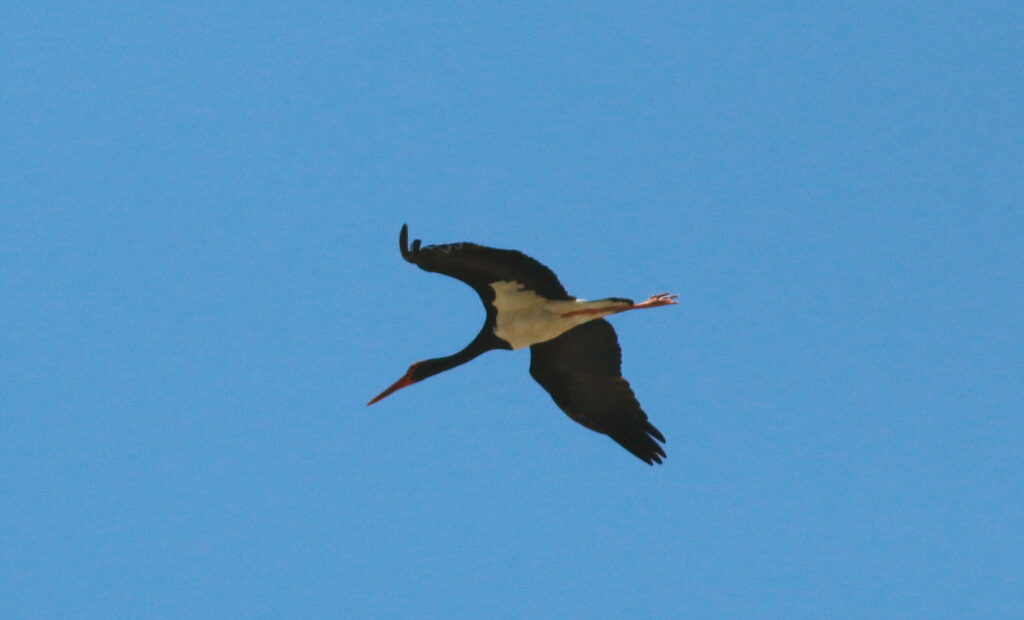 Black Stork
