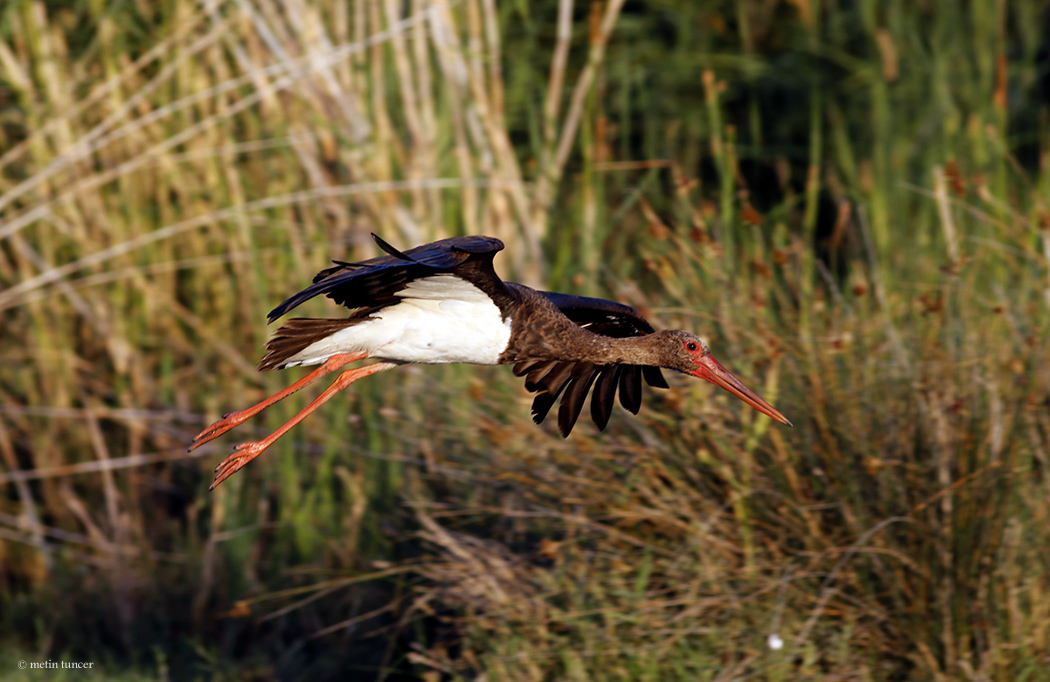 Black Stork