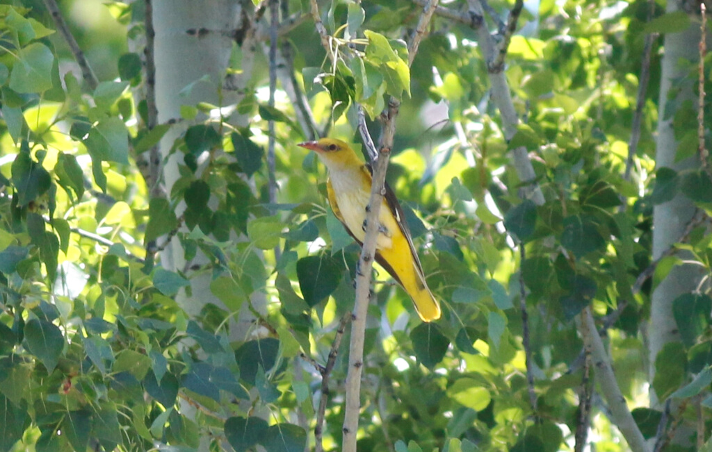 Eurasian Golden Oriole