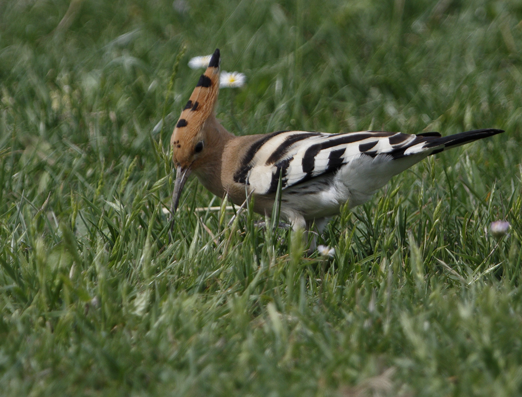 Common Hoopoe