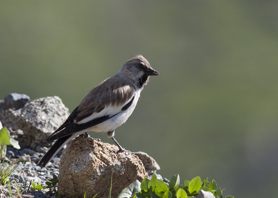 White-winged Snowfinch