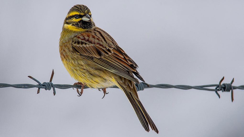 Cirl Bunting