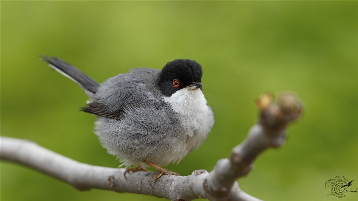 Sardinian Warbler