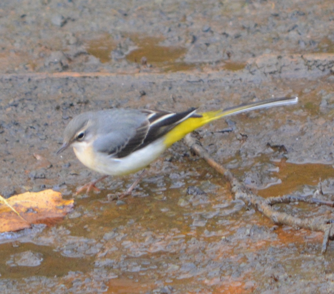 Grey Wagtail