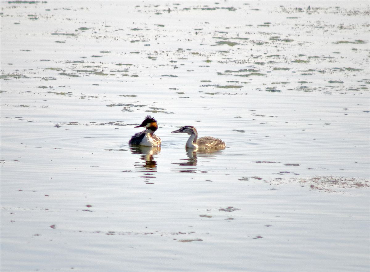 Great Crested Grebe