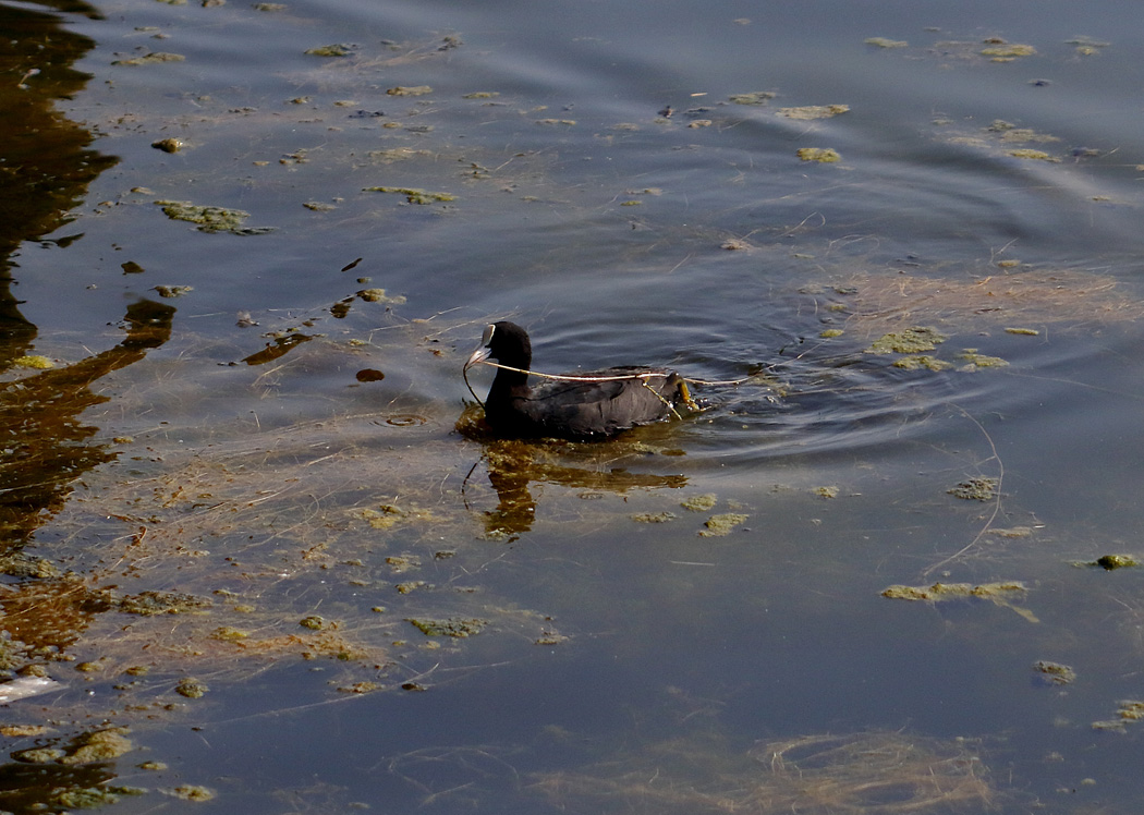 Eurasian Coot