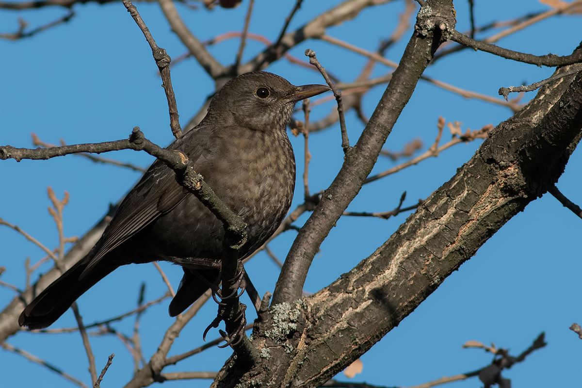 Common Blackbird