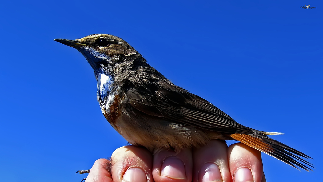 Bluethroat
