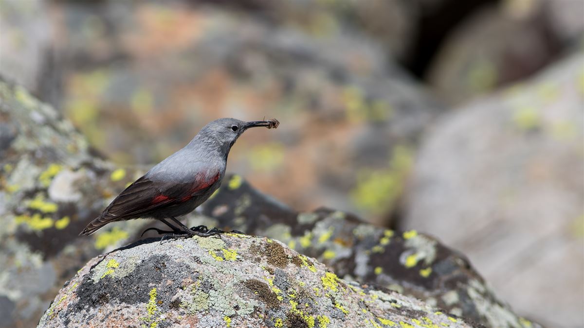 Wallcreeper
