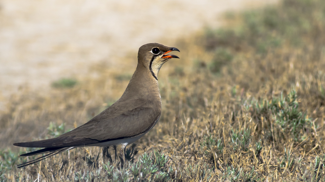 Collared Pratincole