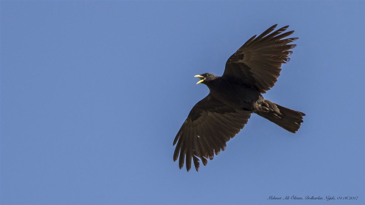 Alpine Chough