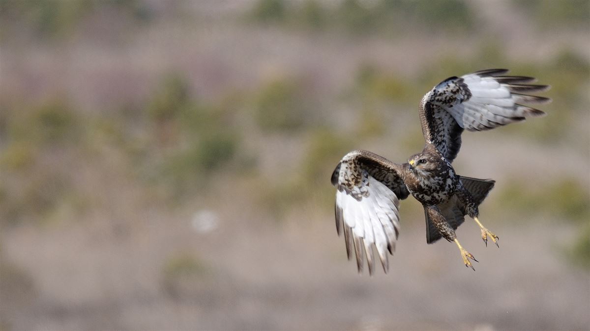 Common Buzzard