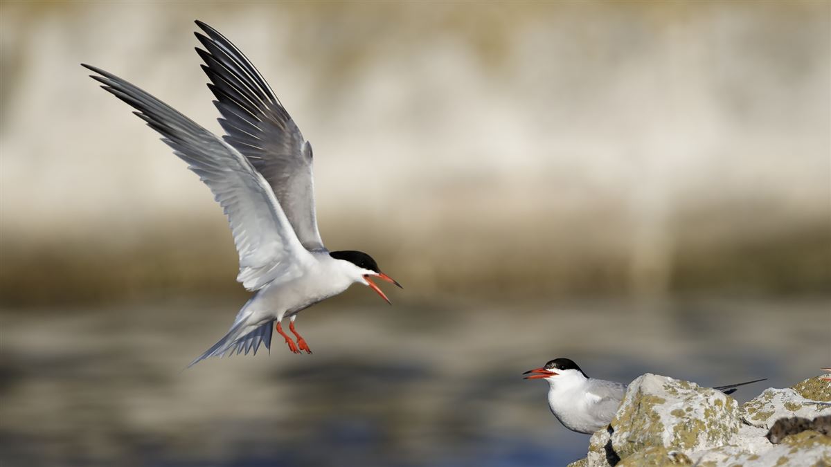 Common Tern