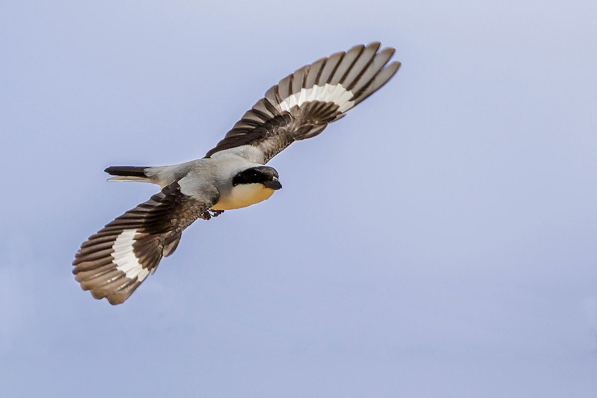 Lesser Grey Shrike