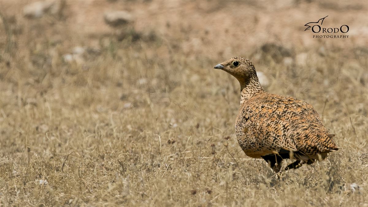 Black-bellied Sandgrouse