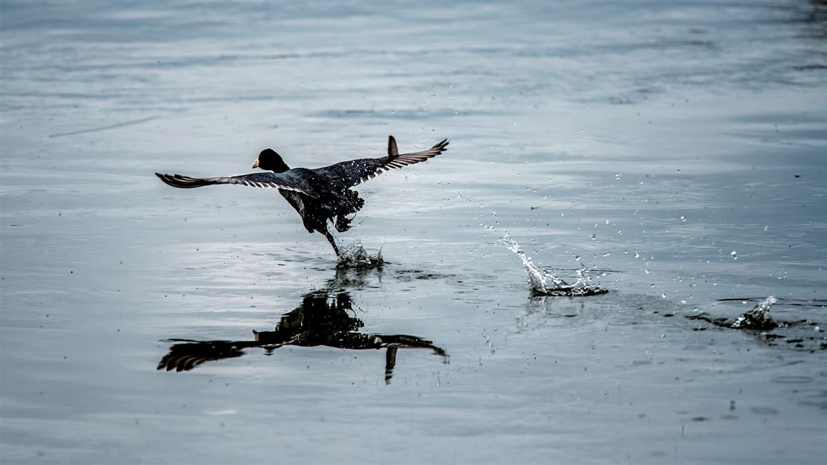 Eurasian Coot