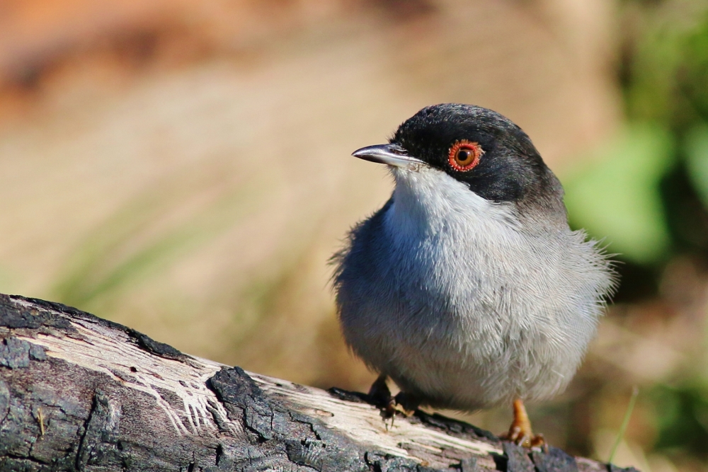 Sardinian Warbler