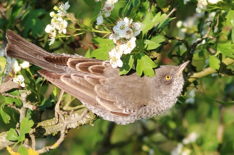 Barred Warbler