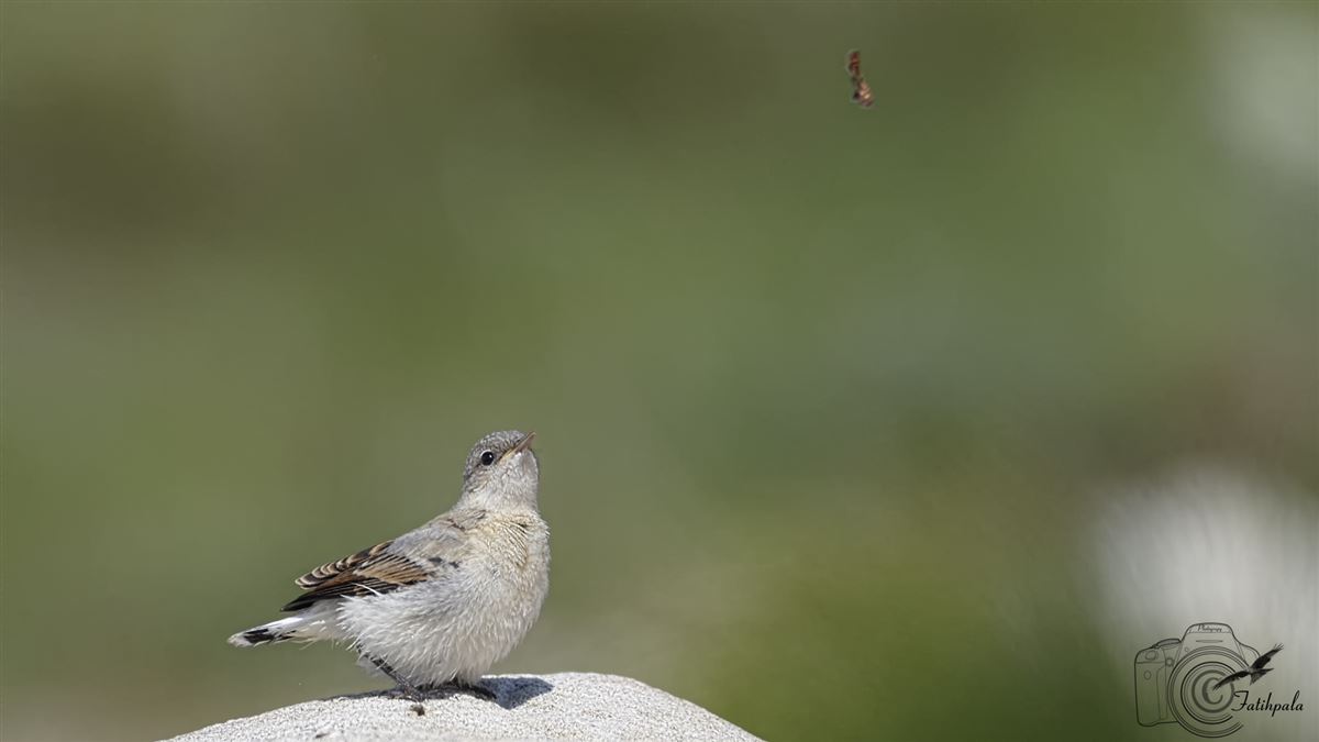 Northern Wheatear