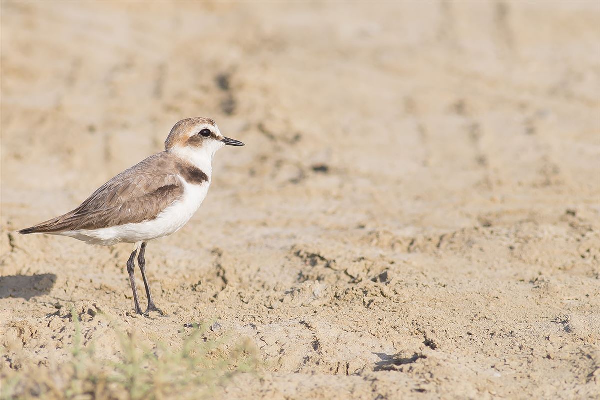 Kentish Plover